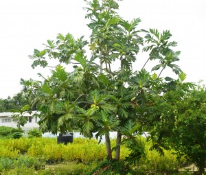 Breadfruit tree at NAREI