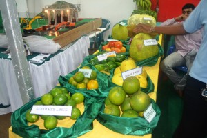 Some citrus fruits produced by NAREI on display at the Berbice Expo