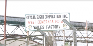 Guyana Sugar Corporation’s, Wales Estate