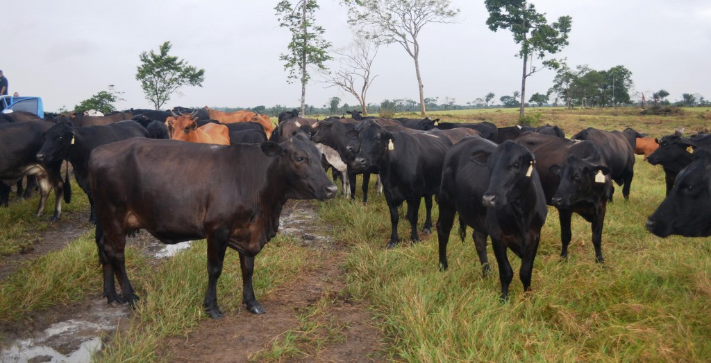 Guyana’s Cattle Industry set to progress as Government lends a hand to