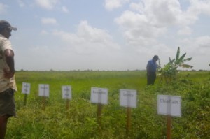Chief Executive Officer, National Agricultural Research and Extension Institute, Dr. Oudho Homenauth (in blue), examines the plot where the pilot potato project is being facilitated