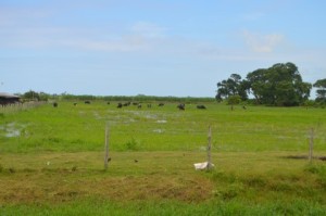 Cows grazing in an open pasture.