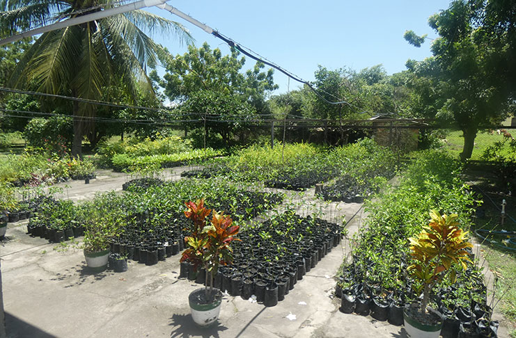 The plant nursery at St. Ignatius, which supplies all villages with seedlings