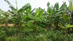 A plantain farm
