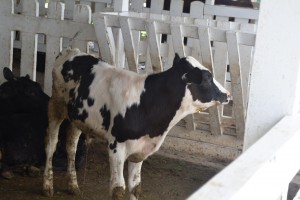 Calf at GLDA farm