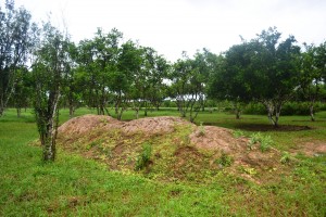 Compost heap at NAREI's Orchard farm in Kairuni