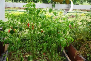 Pepper growing in NAREI's kitchen garden