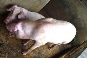 Pigs at GLDA farm
