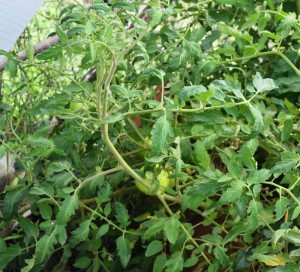 Tomatoes growing in NAREI's Kitchen garden