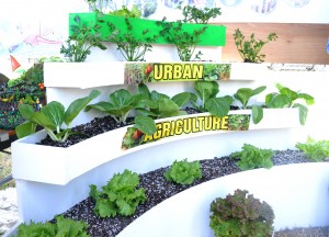 A sample of Urban Agriculture 