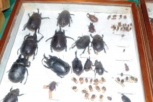 Different species of insects on display at NAREI's Entomology Section