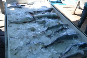 Fish on display at the 2016 Fisherfolk Day celebration