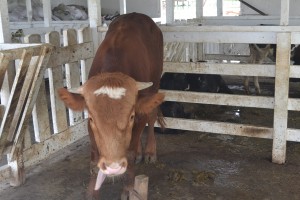 Healthy calf at GLDA farm