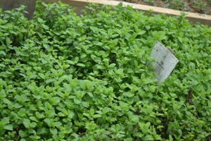 Mint growing at NAREI