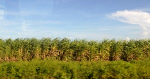 Sugarcane growing in Berbice