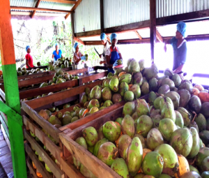 Coconuts grown on Henvil Farm