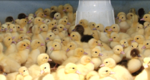 Newly hatched ducklings at the Guyana Livestock Development Authority