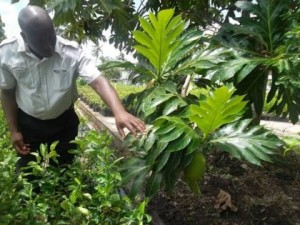 Permanent Secretary of the Ministry of Agriculture George Jervis finds a breadfruit during his visit to the National Agricultural Research and Extension Institute (NAREI)