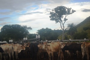 cattle-farm-in-region-9