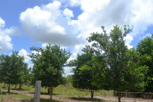 orchard-crops-under-cultivation-in-region-9