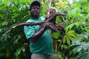 cassava-at-its-harvesting-stage-being-displayed-by-a-farmer