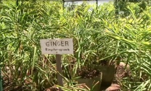 ginger-spice-plants-at-nareis-nursery