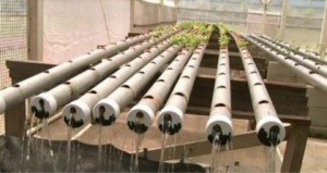 the-recycling-hydroponics-method-in-action-at-the-national-agricultural-research-and-extension-institute-narei