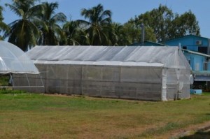 the-shade-house-at-the-national-agricultural-research-and-extension-institute-narei-used-for-hydroponics-farming