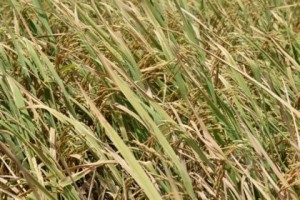 Aromatic rice just before harvesting. The Guyana Rice Development Board (GRDB) is intensifying efforts to produce this variety.