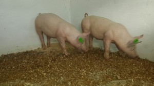 The imported Tempo Breed pigs
