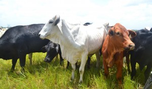 Cattle in Ebini
