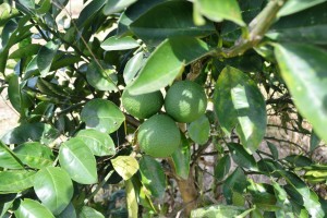 Lemons from NAREI's pilot orchard at Ebini