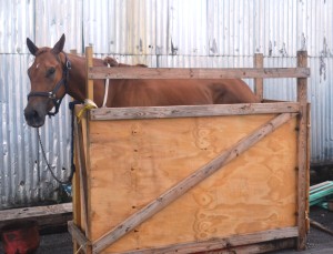 The horse was shipped in this crate that was deemed unacceptable for housing the animal.