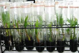 Example of coconut planting materials which underwent the tissue culture laboratory process (source photo).