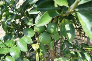Lemons-from-NAREIs-pilot-orchard-at-Ebini