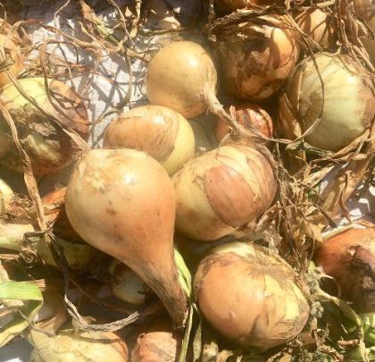 Some of the onions harvested by Medford.