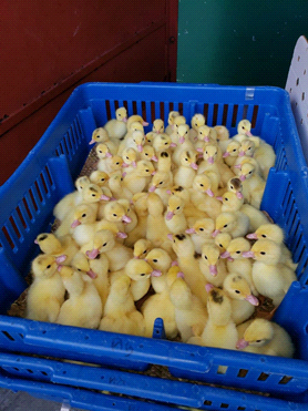 Some of the imported ducklings