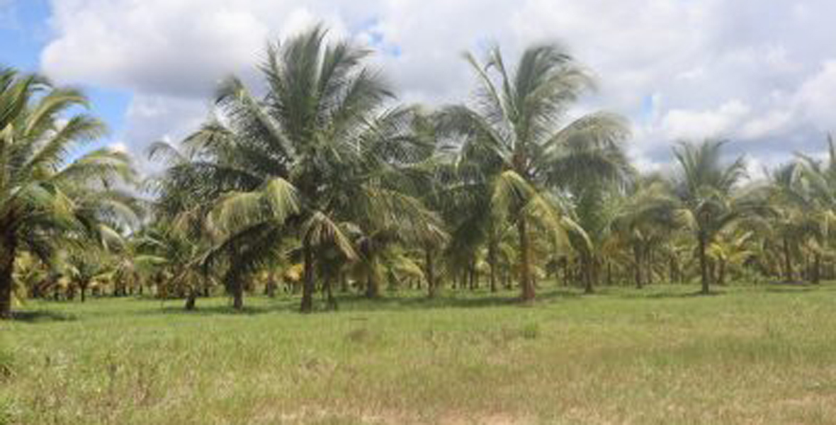 Four additional coconut nurseries established in 2021 Ministry of Agriculture