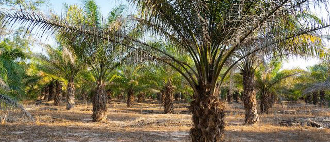 Colombians looking to establish Palm Oil industry in Guyana - Ministry