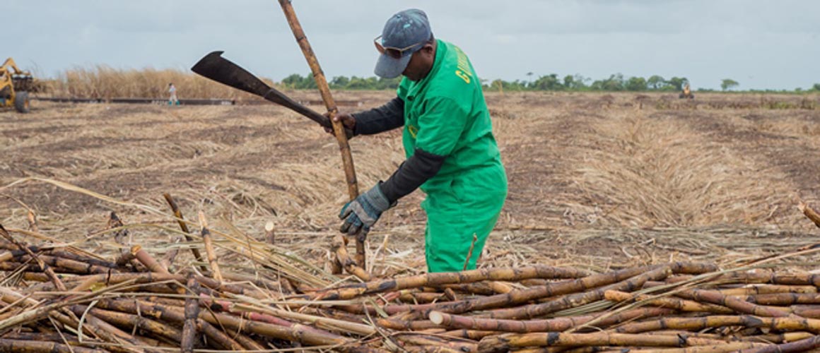 $4B for continued development of GuySuCo - Ministry of Agriculture