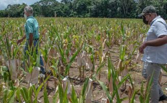 Guyana aims for self-sufficiency in corn, soya bean production by 2025