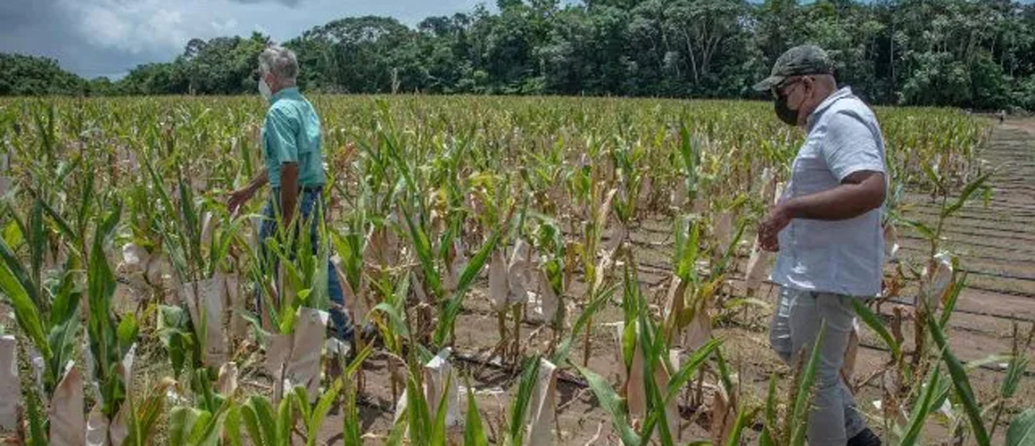 Gov’t To Harvest 1 200 Tonnes Of Soya Beans Soon Min Mustapha Ministry Of Agriculture