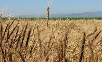 Open wheat trial in Santa Fe to commence shortly – Agri Minister