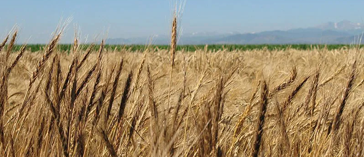 Open wheat trial in Santa Fe to commence shortly – Agri Minister