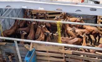 Guyana to receive 300 more black belly sheep from Barbados