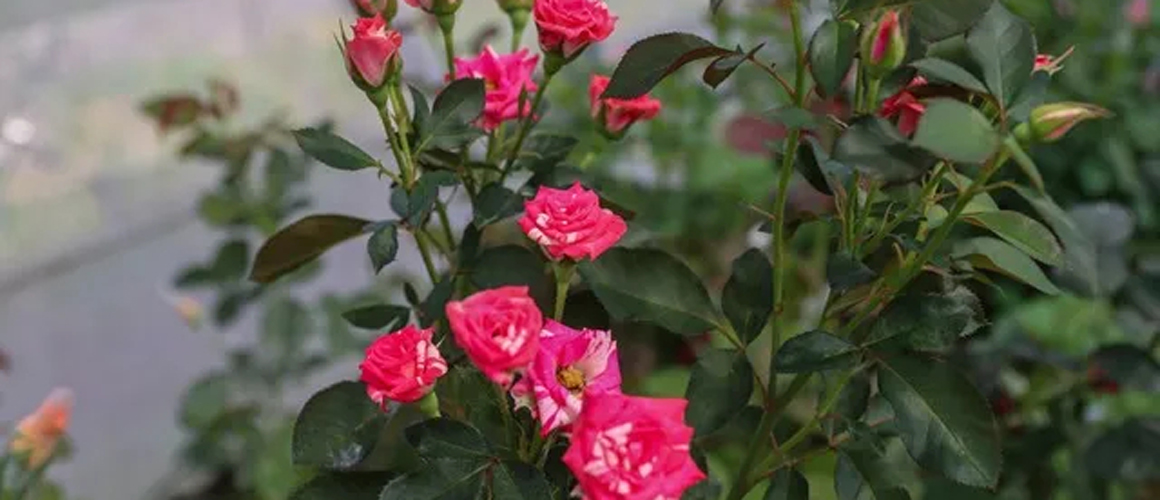 ‘Cut Rose’ project rakes in 4M in first half of 2023, 12,067 roses