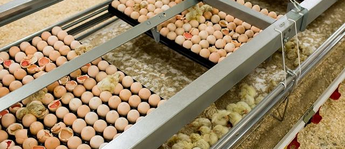 $50M budgeted to begin ‘breeder programme’ to produce hatching eggs