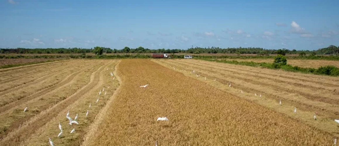 High demand for Guyana’s rice on int’l market – Min. Mustapha