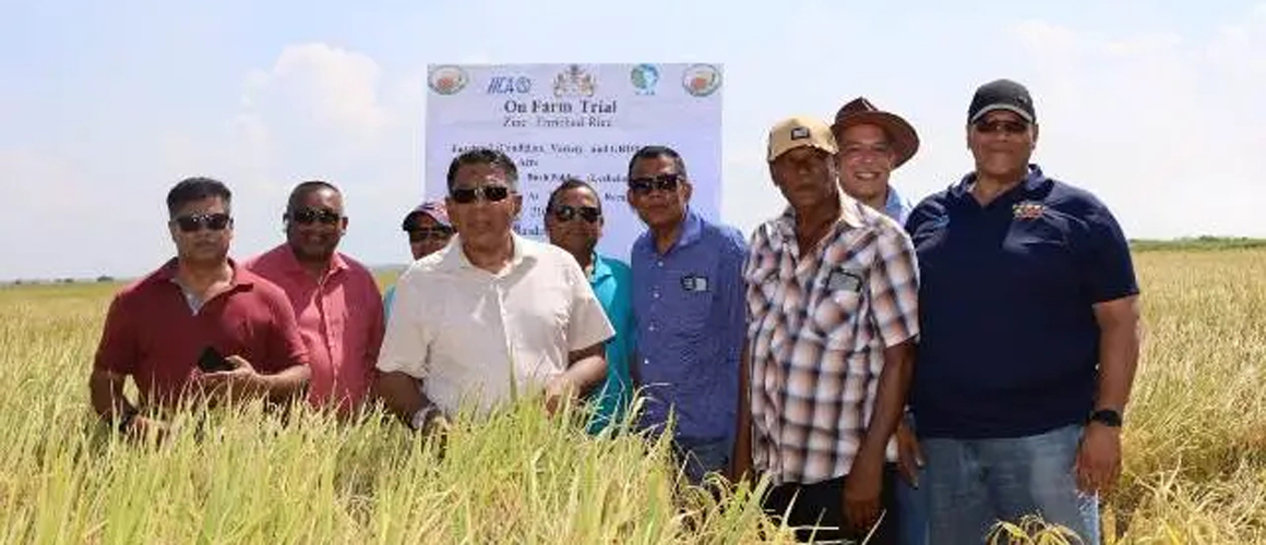 Biofortified rice harvested in Region Six to bring relief to farmers ...