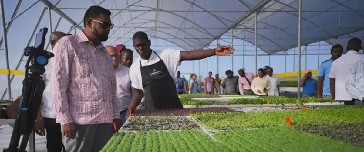 Guyana making headway in food security efforts with hydroponics